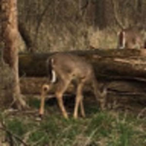 Meet your Posher, Cecilia